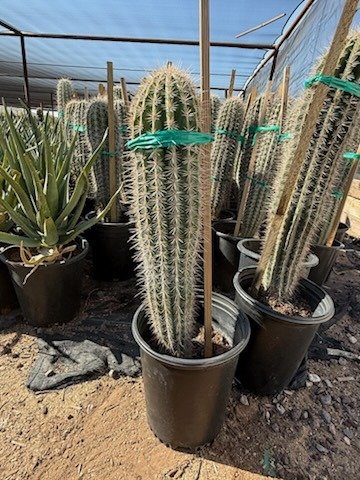 August 2025 Material Photos - Cox Cactus Farm - Phoenix, Arizona